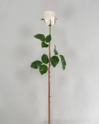 [4485] Rose (Alternative 5)