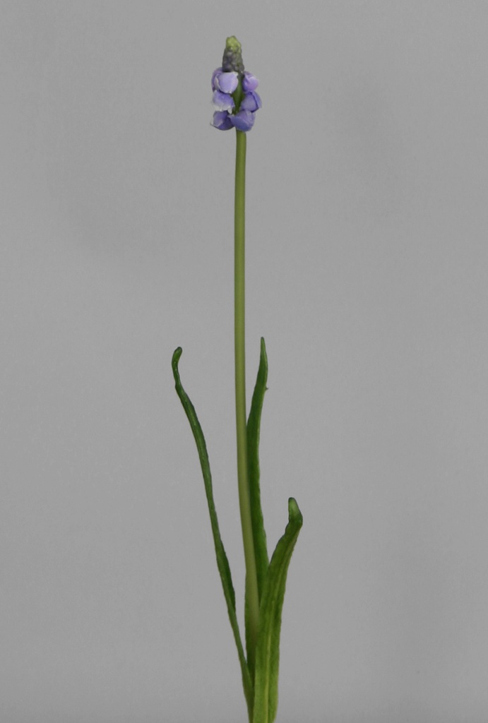 muscari 