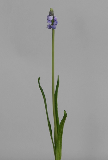 muscari 