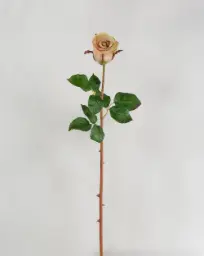 [4486] Rose (Alternative 6)