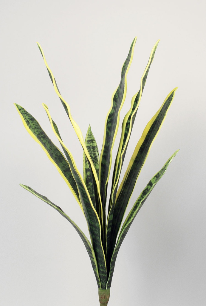 sanseveria 