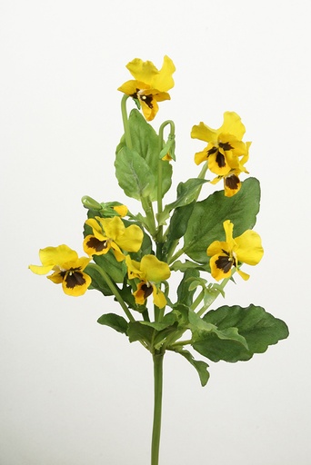 [9550] pansy yellow 