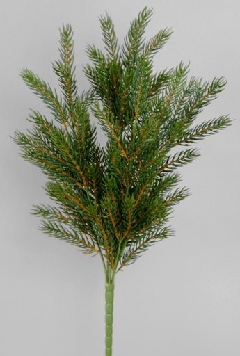 picea bush 