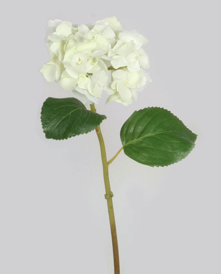 Hydrangea