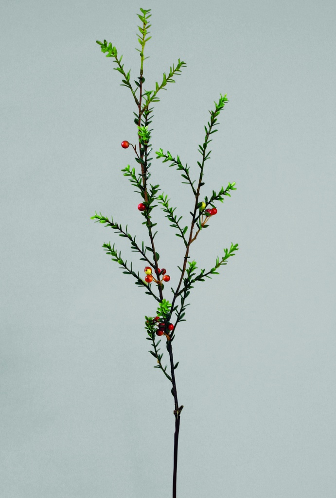Myrtle branch 