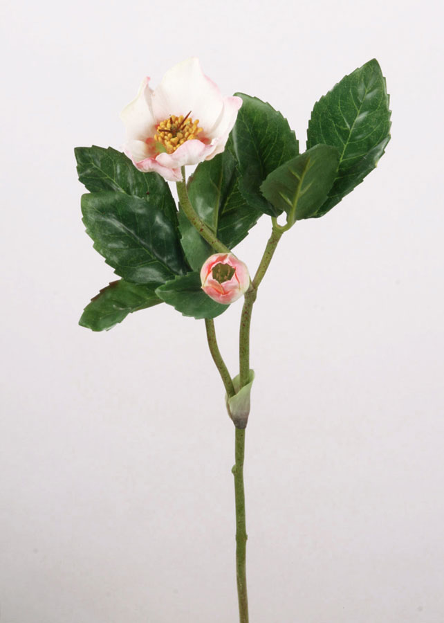 christmas rose pink 