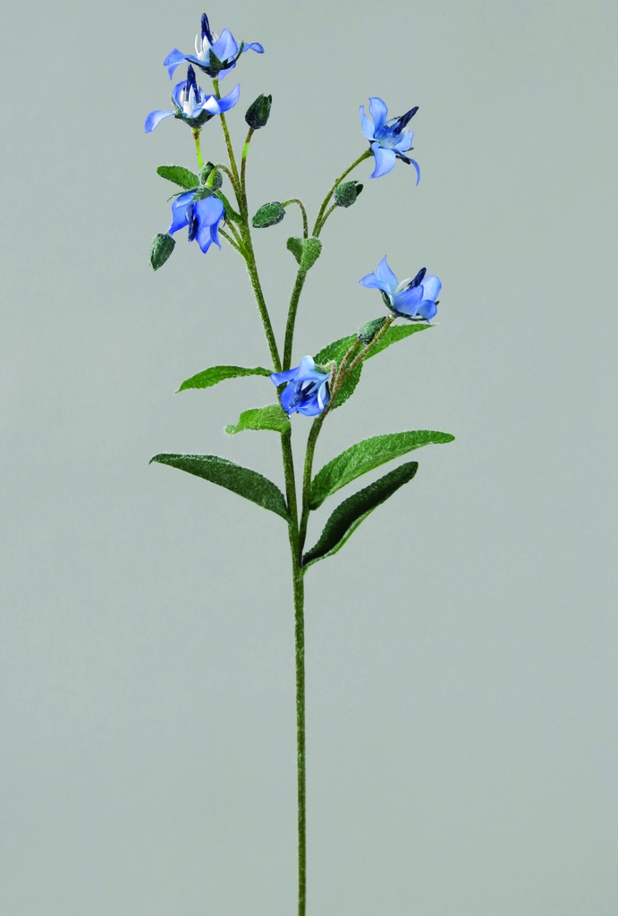 boraginaceae blue 