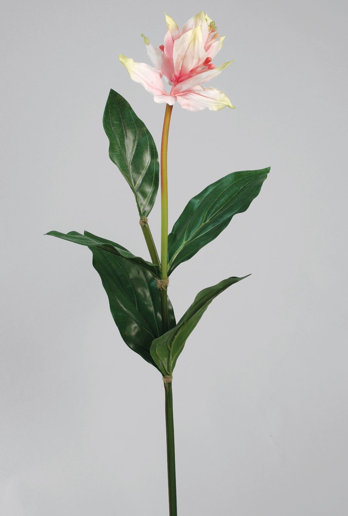 medinilla magnifica 
