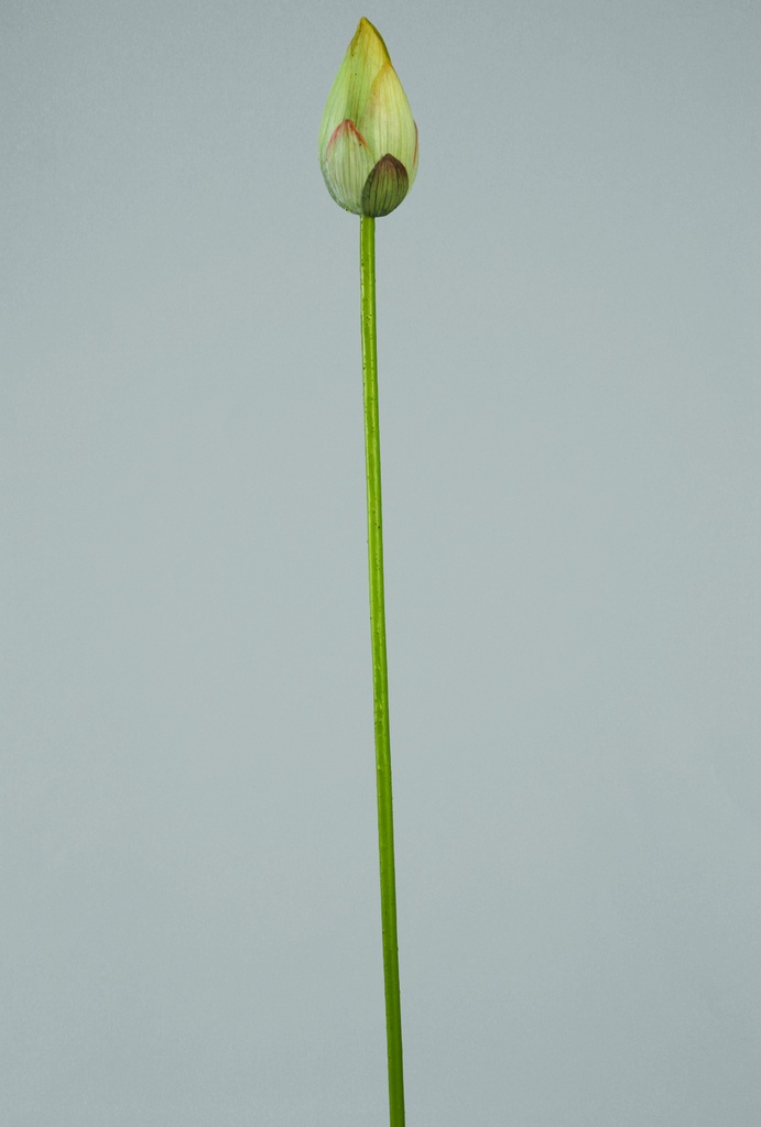 water lily bud 