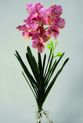 [9613] wanda orchid 