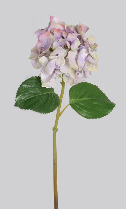 Hydrangea