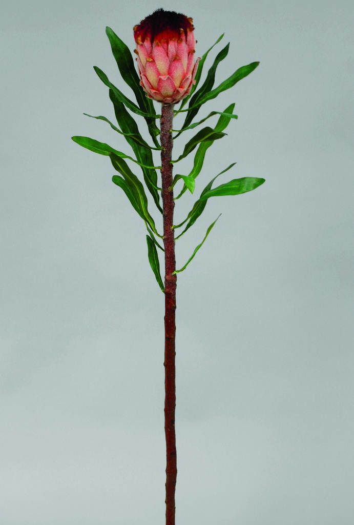 protea 
