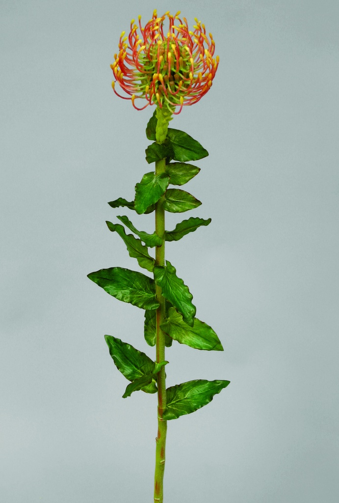 Leucospermum 