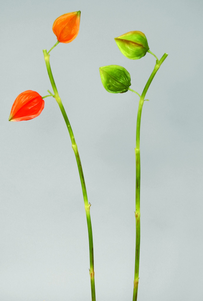 chinese lantern 