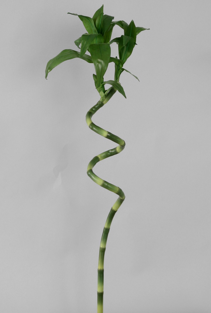 bamboo 