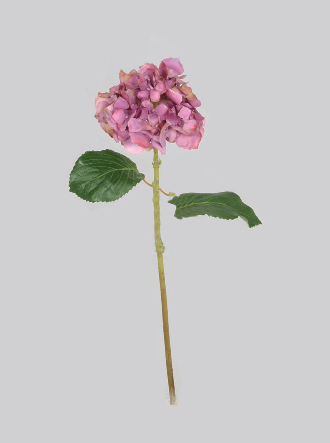 Hydrangea