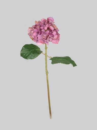 Hydrangea