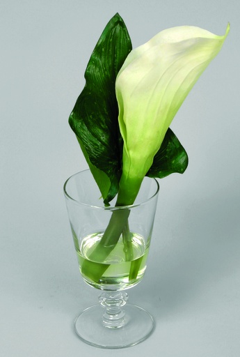 [9658] calla in water 