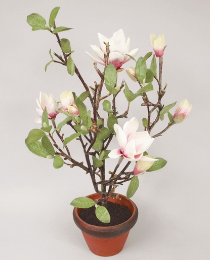 [9681] magnolia in pot 
