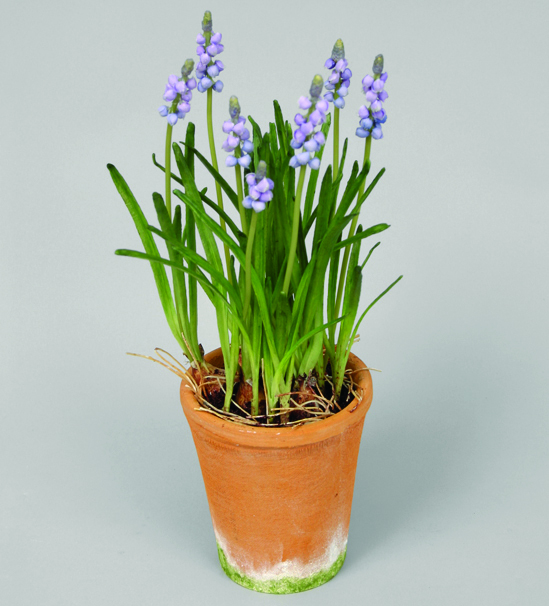 grape hyacint in pot 