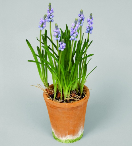 grape hyacint in pot 