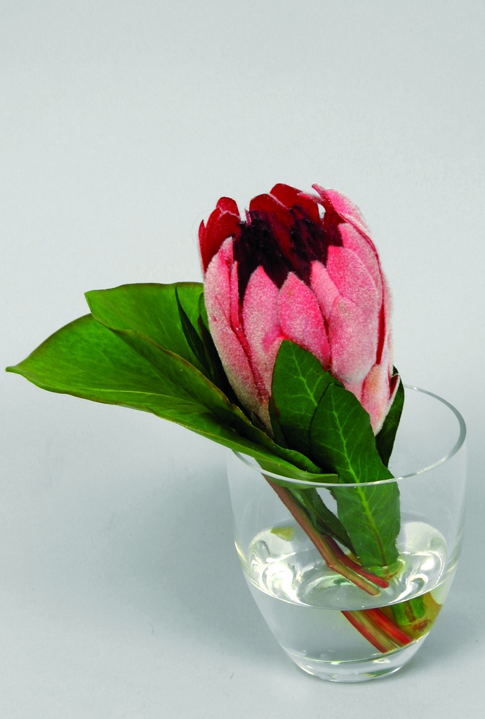 protea in water 