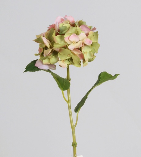 Hydrangea