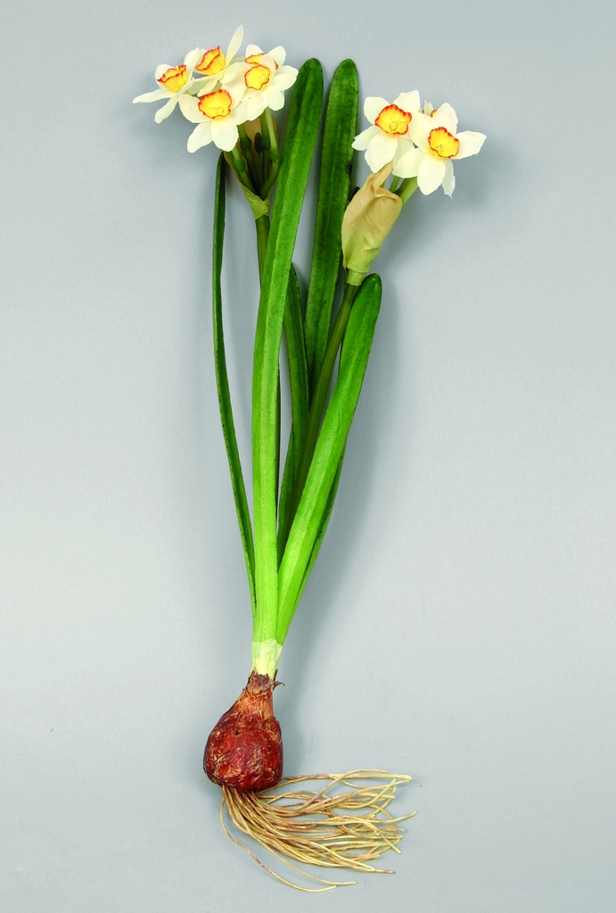 narcissus actaea with bulb 