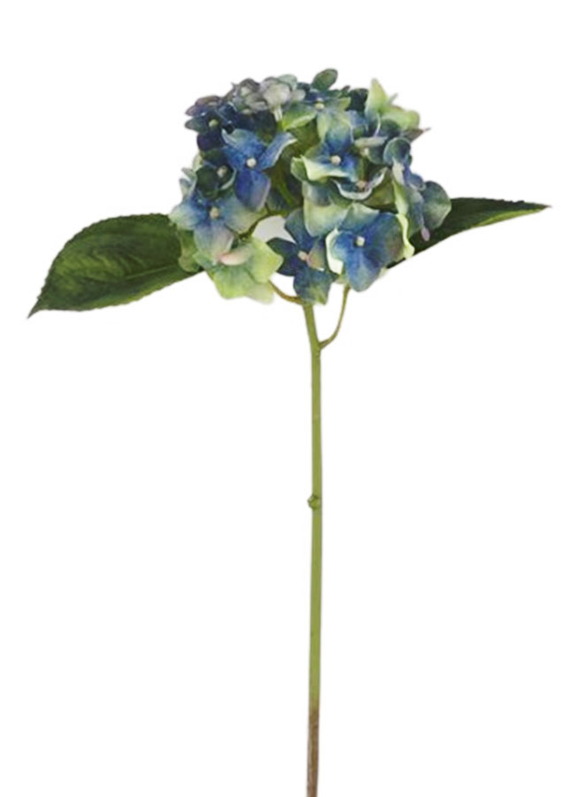 Hydrangea