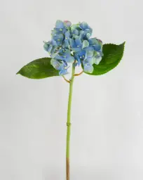 [4533] Hydrangea (Alternative 5)