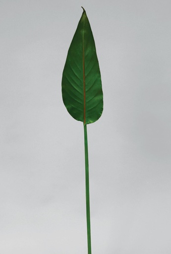 [9763] strelitzia leaf 