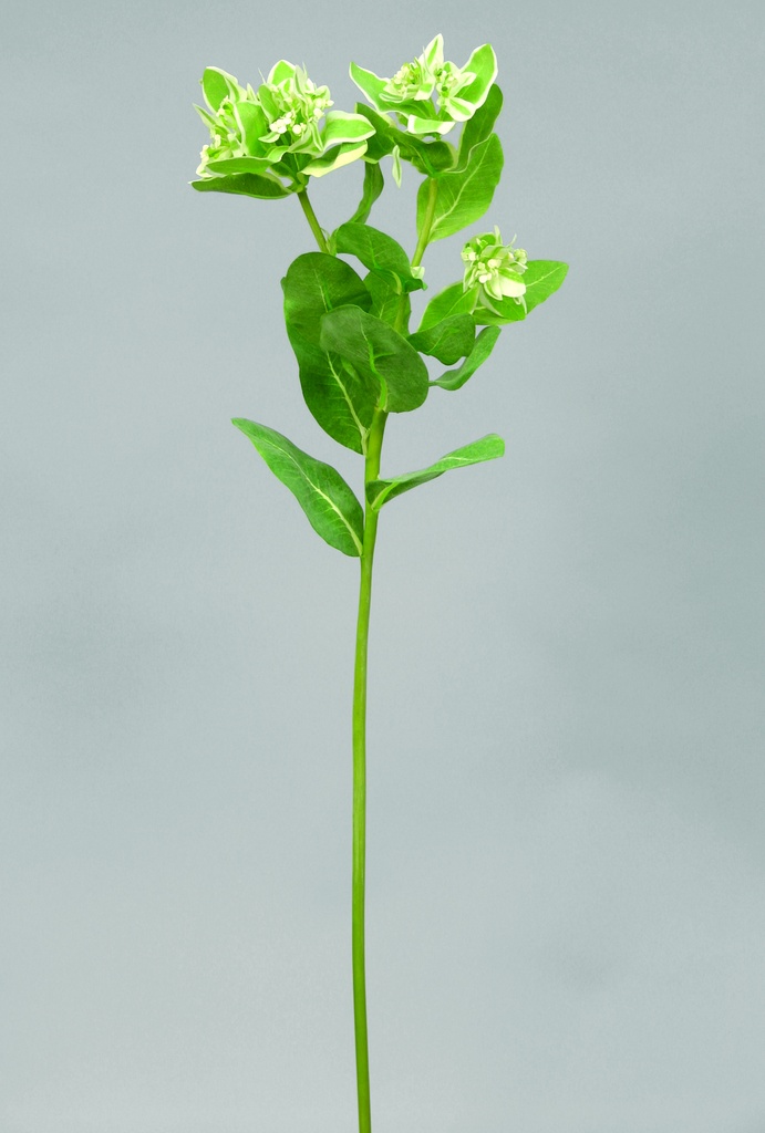 euphorbia 