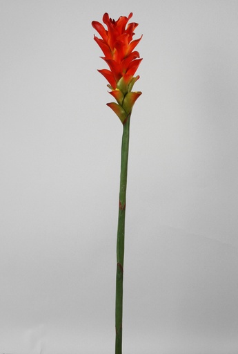 ginger red 