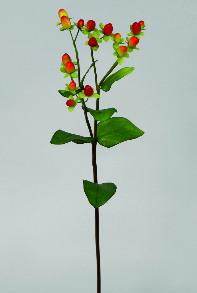 hypericum 