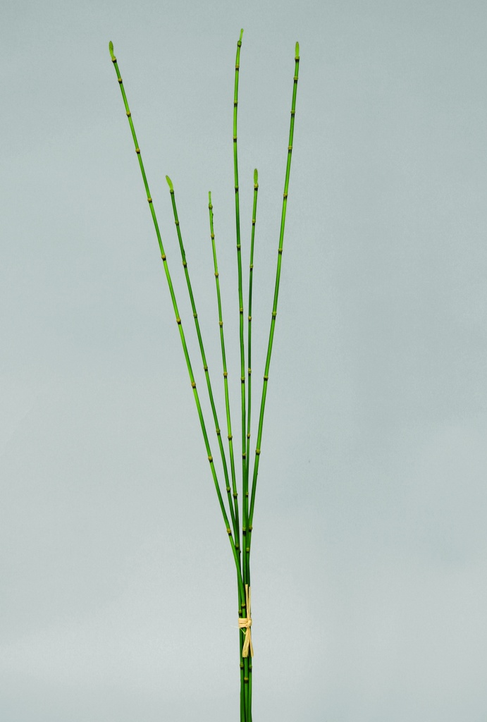 bamboo 