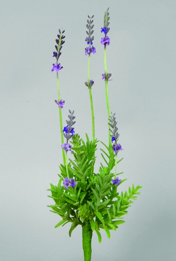 [9793] lavender 
