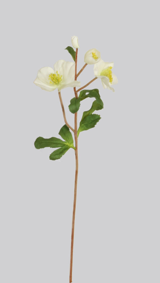 christmas rose