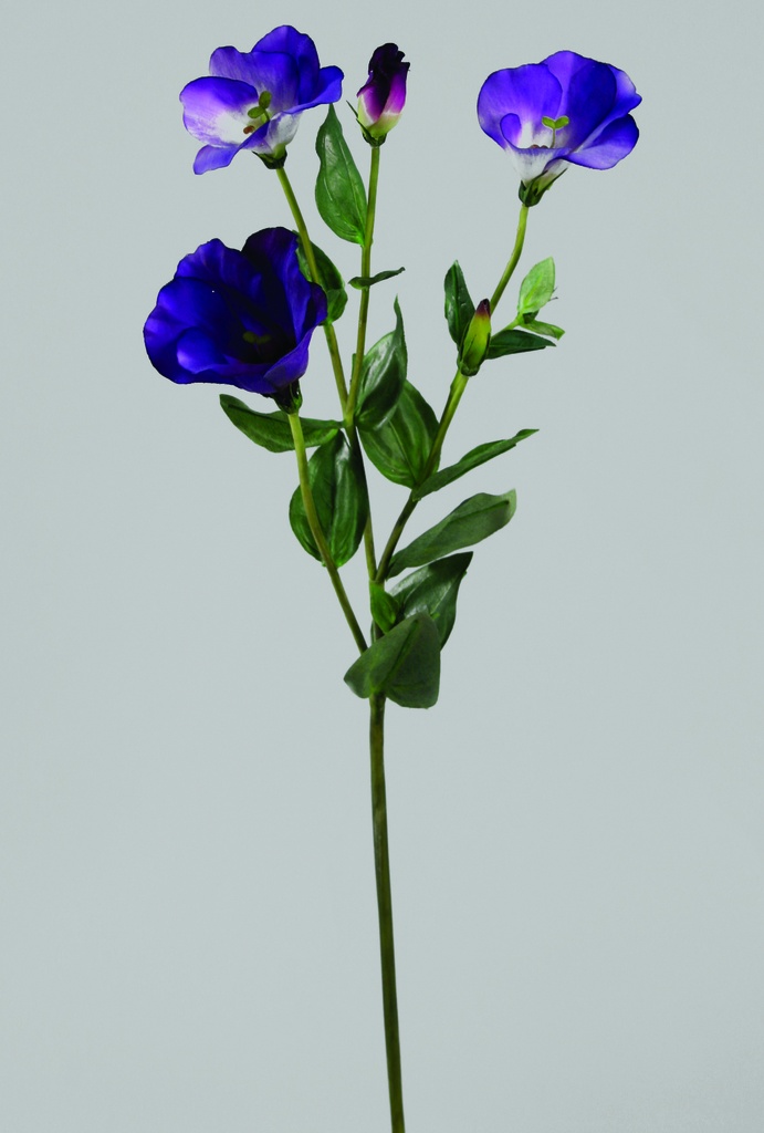 lisianthus purple 