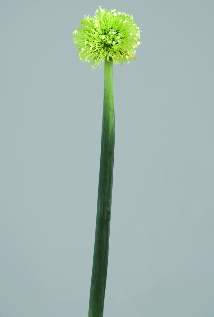 onion 