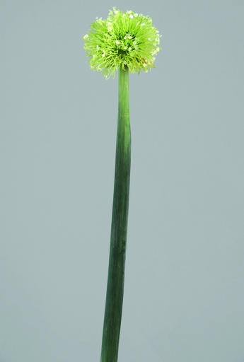onion 