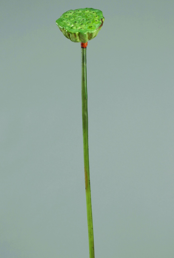 lotus green 