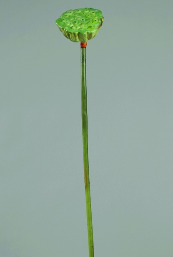 lotus green 