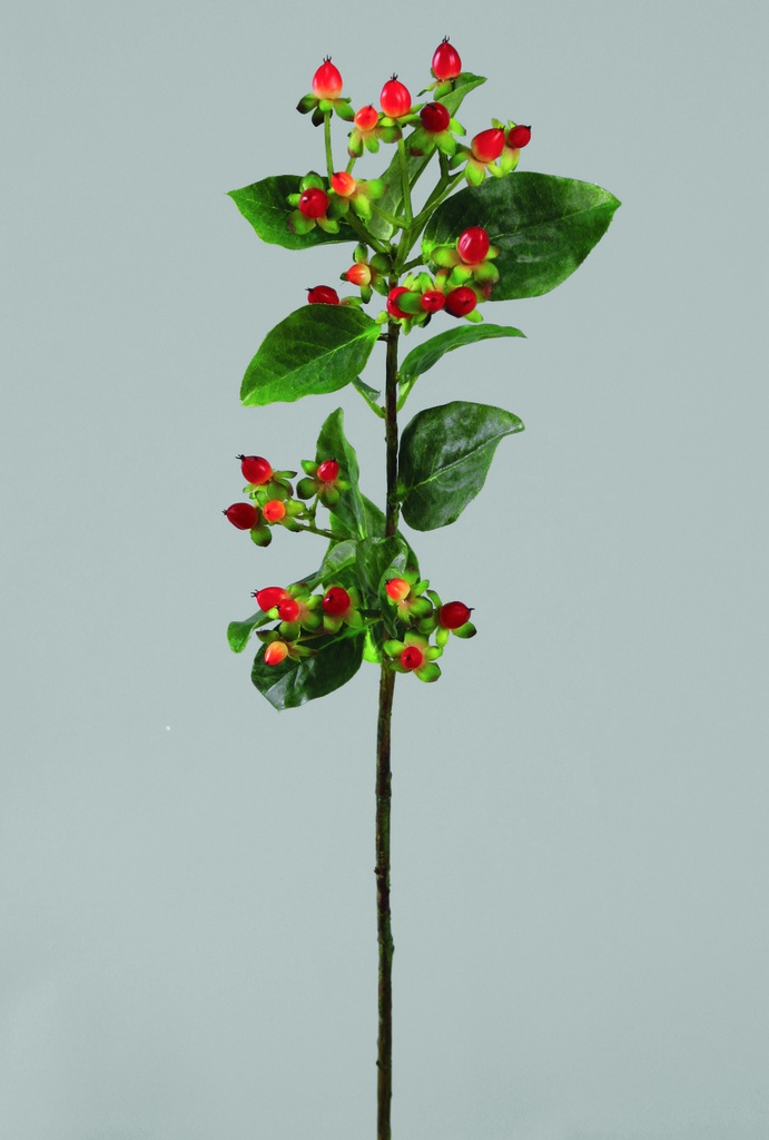 hypericum 
