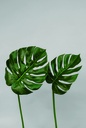 Monstera Deliciosa set with two sizes 