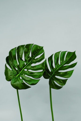 [9852] split leaf philodendron set with two sizes 