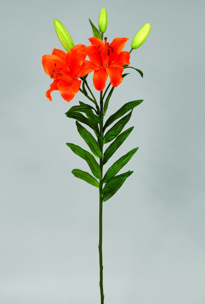 Lily