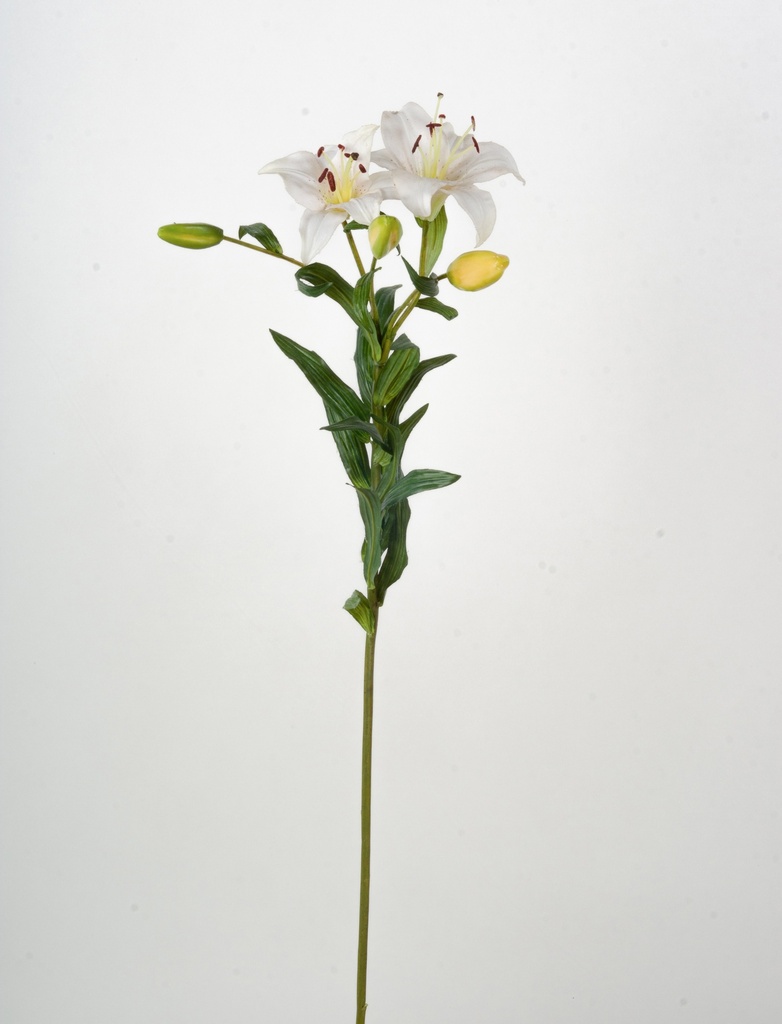 tiger lily cream 