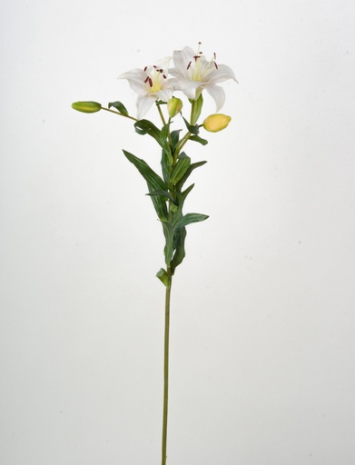 [9599-2] tiger lily cream 