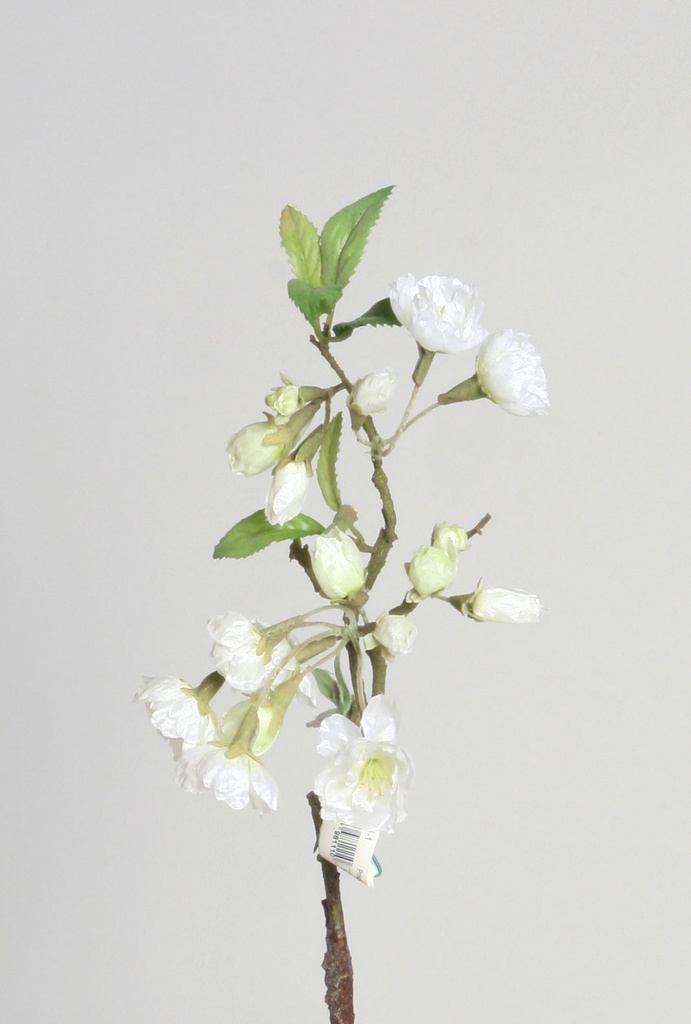 apricot pick cream 