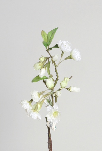 apricot pick cream 